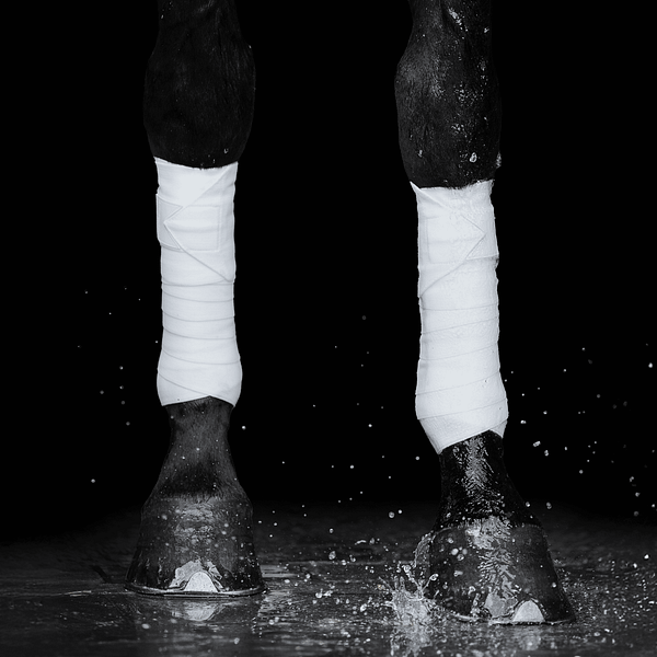 Equine Circulation Exercise Bandages - Pintelit (pari) - Valkoiset - Image 5