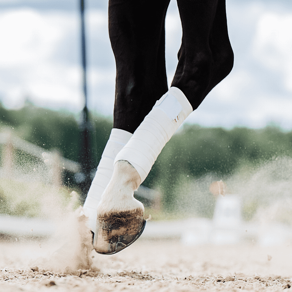 Equine Circulation Exercise Bandages - Pintelit (pari) - Valkoiset - Image 8