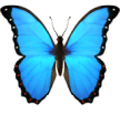 A bright blue butterfly with black-edged, open wings